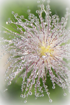 Morning Dew