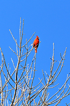 Red Cardinal