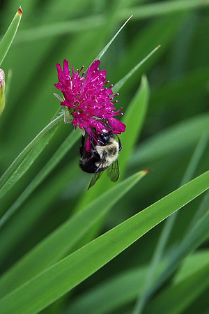 Busy Bee