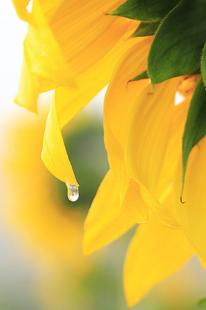 Dew drop