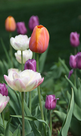 Breast Cancer Tulip Garden