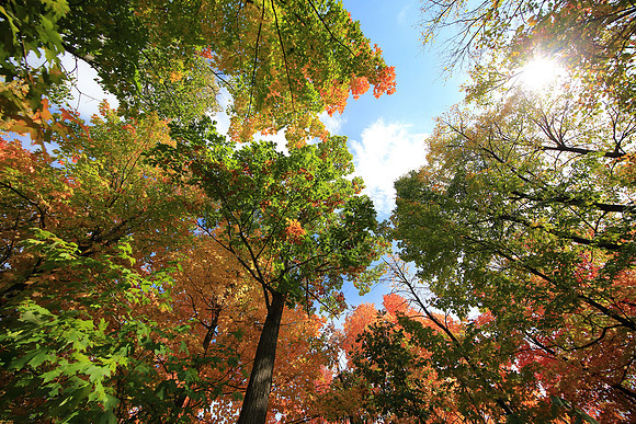 Fall Colors