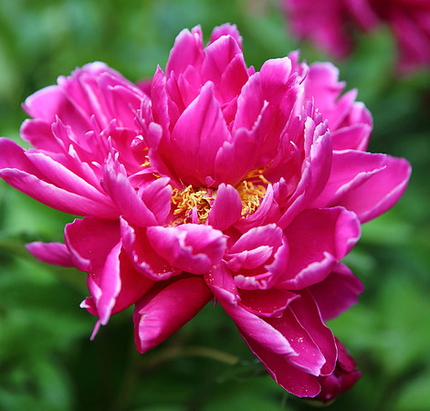 Peonies