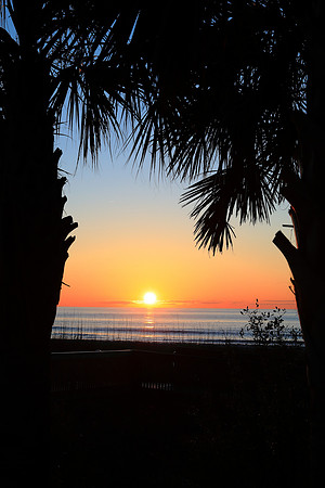 Sunset Between the Trees