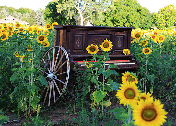 Pretty Piano