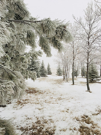 Winter Wonderland