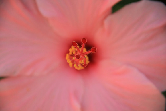 Pink Flower