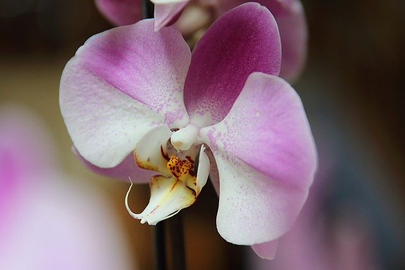 Orchid