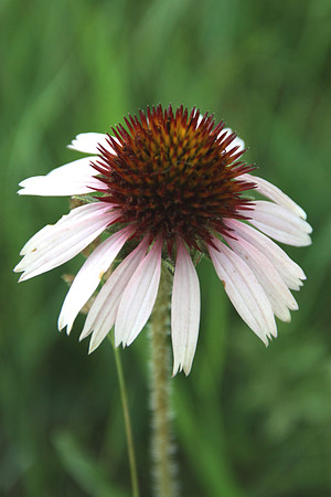 Cone Flower