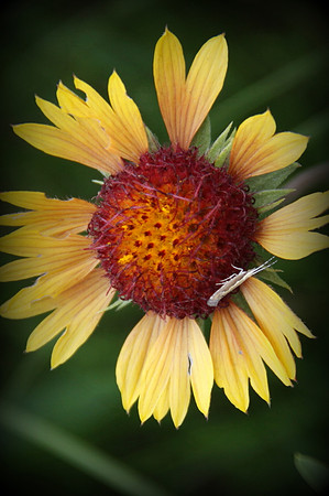 Blanket Flower